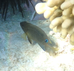 Chrysiptera unimaculata