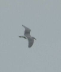 Larus