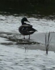 Anas platyrhynchos