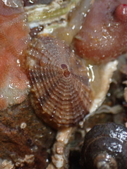 Diodora graeca