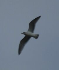 Larus brachyrhynchus