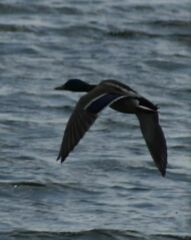 Anas platyrhynchos