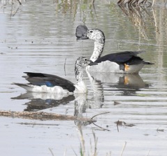 Sarkidiornis melanotos