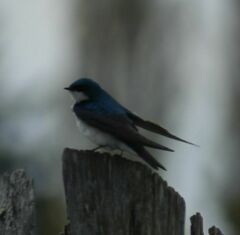 Tachycineta bicolor