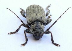 Glaucotes yuccivorus