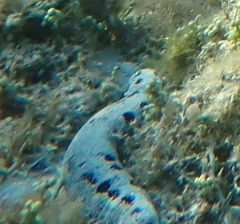 Holothuria atra