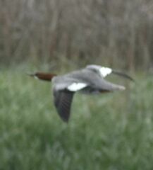 Mergus merganser