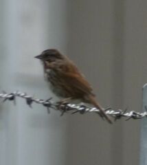 Melospiza melodia