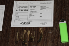 Microglossum olivaceum