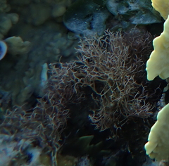 Amphiroa fragilissima