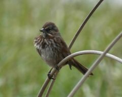 Melospiza melodia