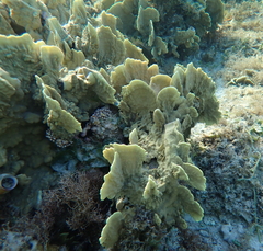 Millepora platyphylla