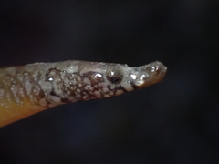 Nerophis lumbriciformis