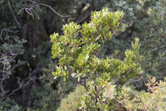 Arbutus unedo