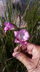 Gladiolus inflatus