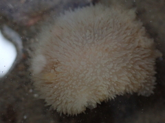 Acanthodoris pilosa