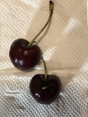 Prunus × gondouinii