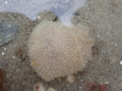Acanthodoris pilosa
