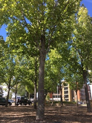 Acer rubrum
