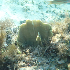 Millepora platyphylla