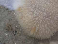 Acanthodoris pilosa