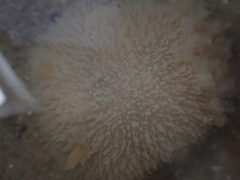 Acanthodoris pilosa