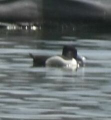 Aythya collaris