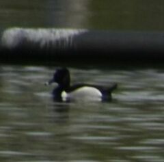 Aythya collaris