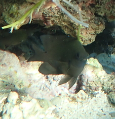 Neoglyphidodon melas