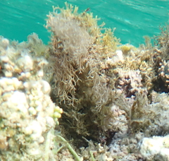 Amphiroa fragilissima