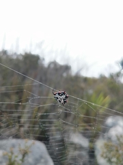 Isoxya cicatricosa