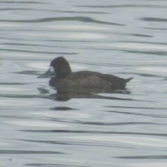 Aythya affinis