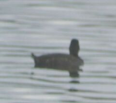 Aythya affinis