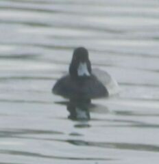 Aythya affinis