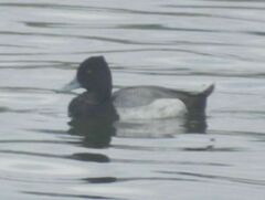 Aythya affinis
