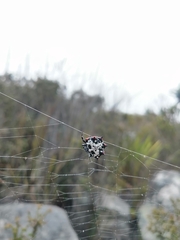 Isoxya cicatricosa