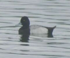 Aythya affinis