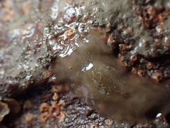 Leptoplana tremellaris