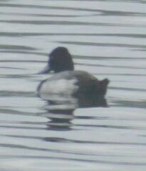 Aythya affinis