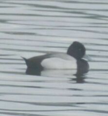 Aythya affinis