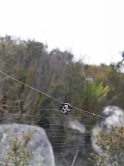 Isoxya cicatricosa