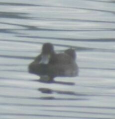 Aythya affinis