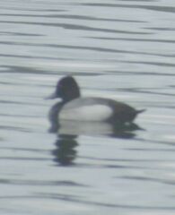 Aythya affinis