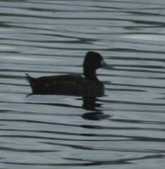 Aythya affinis