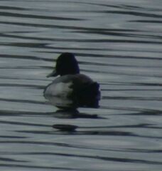 Aythya affinis