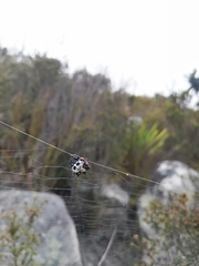 Isoxya cicatricosa