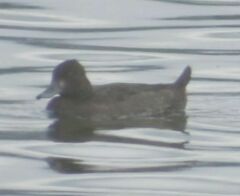 Aythya affinis