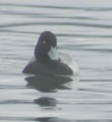 Aythya affinis