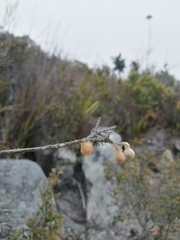 Isoxya cicatricosa