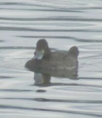 Aythya affinis